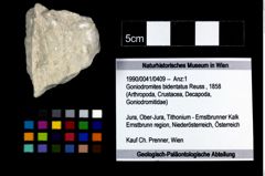 Foto (Objekt + Etikett) von Goniodromites bidentatus (Reuss, 1858)  (NHMW-GEO-1990-0041-0409)